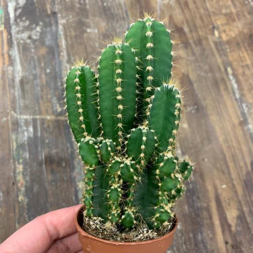 Цереусовые, кактусы. Кактус цереус: популярные виды растения и уход за ними дома