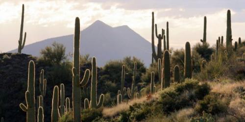 Факты про кактусы. 10 необычных фактов о, кактусах 03