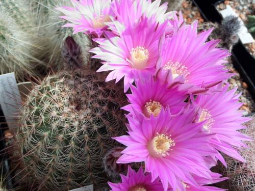 Цереусовые, кактусы. Кактус цереус: популярные виды растения и уход за ними дома