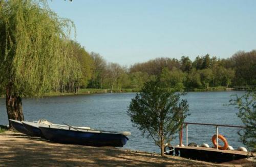 Какой вид деревьев преобладает в этом лесу