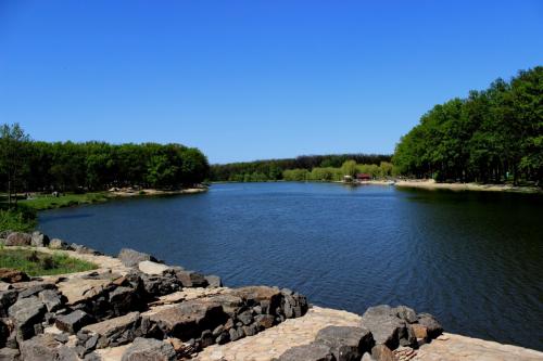 Какой вид деревьев преобладает в этом лесу