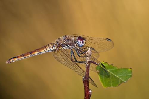 Интересы и факты. 23 факта обо всем на свете, которые сделают из вас настоящего эрудита 22