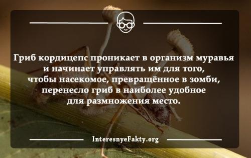 Интересные факты из жизни людей. Интересные факты жизни