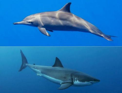 Основные заблуждения о дельфинах. Насколько опасен дельфин в открытом море: вся правда для туристов 04