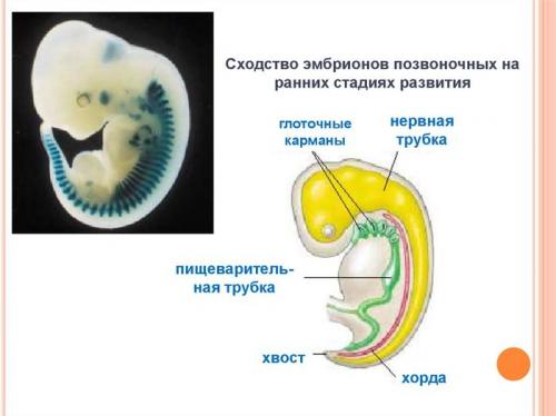 Как рудименты и атавизмы могут помочь ученым понять эволюцию и происхождение видов. 12 доказательств эволюции,...