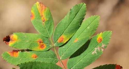 Как рудименты и атавизмы могут помочь ученым понять эволюцию и происхождение видов. 12 доказательств эволюции,...