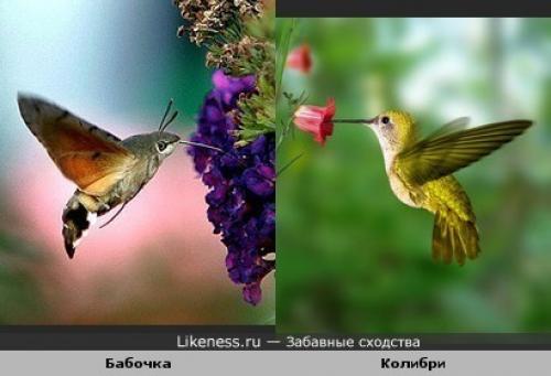 Как ученые используют рудименты органов для изучения эволюции. 12 доказательств эволюции,...