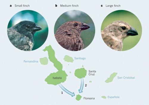 Как ученые используют рудименты органов для изучения эволюции. 12 доказательств эволюции,...