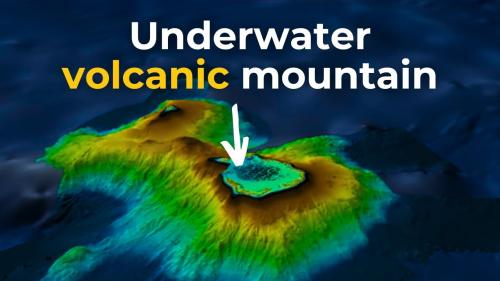 Какие животные и растения еще не открыты. Ученые показали фото новых видов животных — таких существ вы еще не видели