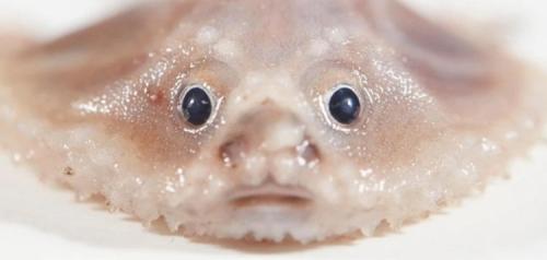 Какие животные и растения еще не открыты. Ученые показали фото новых видов животных — таких существ вы еще не видели