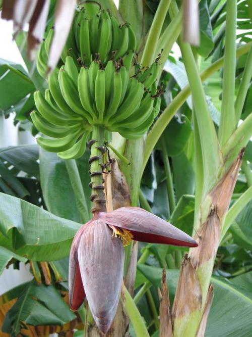 Бананы растут. Выращивание бананов — инструкция по посадке и выращиванию в домашних условиях (110 фото)