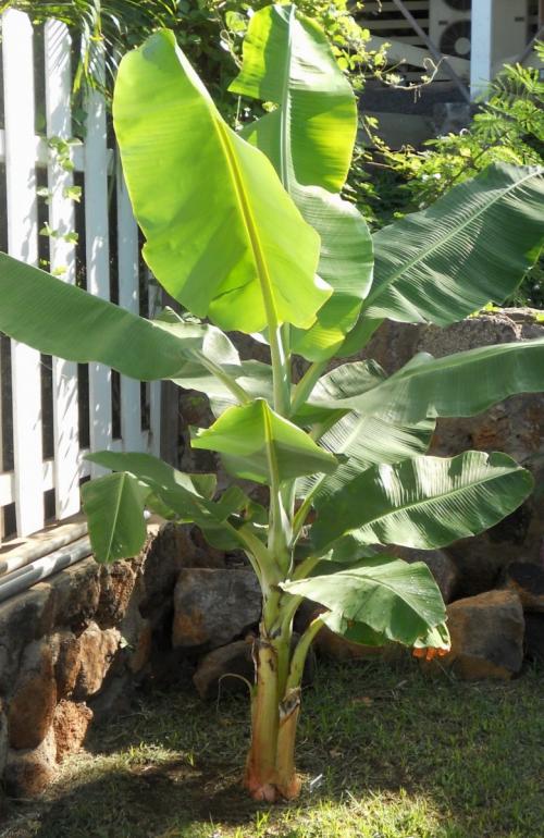 Бананы растут. Выращивание бананов — инструкция по посадке и выращиванию в домашних условиях (110 фото)