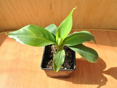 Бананы растут. Выращивание бананов — инструкция по посадке и выращиванию в домашних условиях (110 фото)