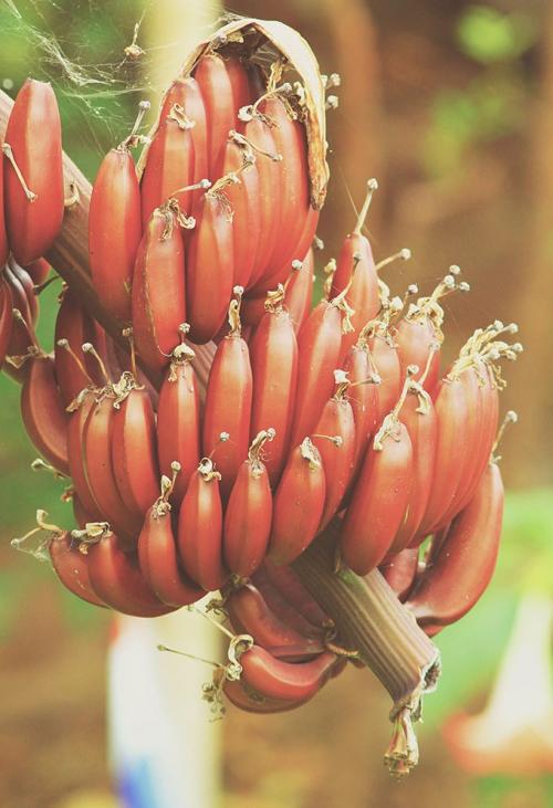 Бананы растут. Выращивание бананов — инструкция по посадке и выращиванию в домашних условиях (110 фото)