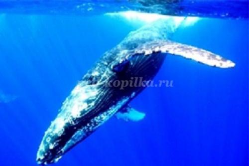 10 фактов о китах и дельфинах. Полеты ввысь и вглубь. 10 интересных фактов о дельфинах и китах 11