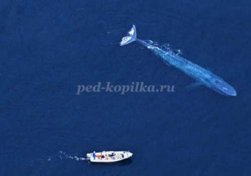 10 фактов о китах и дельфинах. Полеты ввысь и вглубь. 10 интересных фактов о дельфинах и китах 13