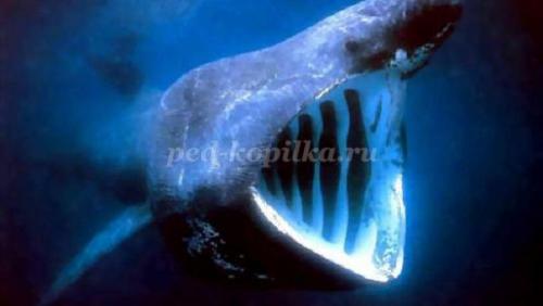 10 фактов о китах и дельфинах. Полеты ввысь и вглубь. 10 интересных фактов о дельфинах и китах 17