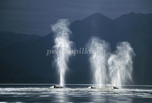 10 фактов о китах и дельфинах. Полеты ввысь и вглубь. 10 интересных фактов о дельфинах и китах 12