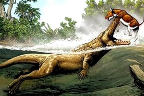 10 фактов о китах и дельфинах. Полеты ввысь и вглубь. 10 интересных фактов о дельфинах и китах 21