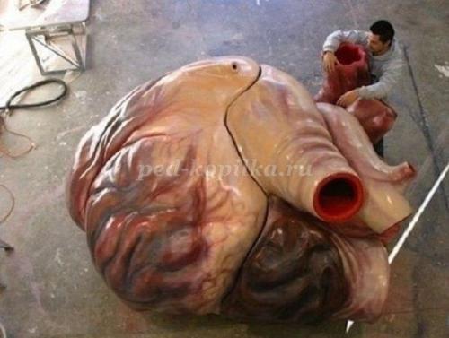 10 фактов о китах и дельфинах. Полеты ввысь и вглубь. 10 интересных фактов о дельфинах и китах 14