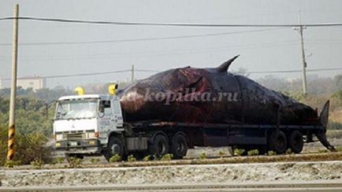 10 фактов о китах и дельфинах. Полеты ввысь и вглубь. 10 интересных фактов о дельфинах и китах 24