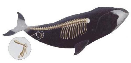 В чем отличие между атавистическими чертами и мутациями у животных. Атавизмы у животных