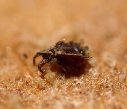 В чем отличие между атавистическими чертами и мутациями у животных. Атавизмы у животных