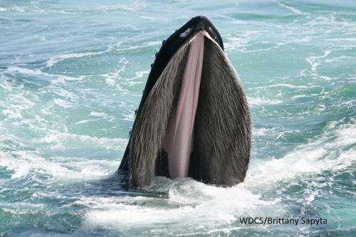 В чем отличие между атавистическими чертами и мутациями у животных. Атавизмы у животных