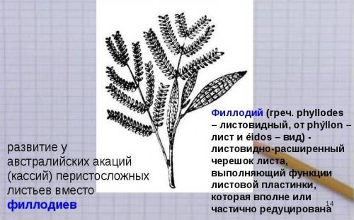 В чем отличие между атавистическими чертами и мутациями у животных. Атавизмы у животных