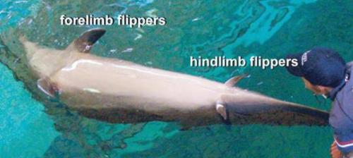 В чем отличие между атавистическими чертами и мутациями у животных. Атавизмы у животных