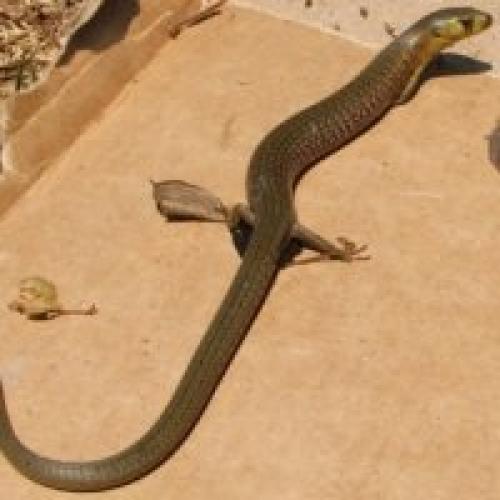 В чем отличие между атавистическими чертами и мутациями у животных. Атавизмы у животных