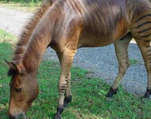 Что такое атавизм у животных. Примеры атавизмов у человека с фото, атавизмы у животных