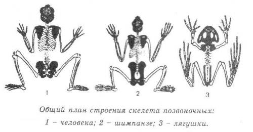 В чем отличие между атавистическими чертами и мутациями у животных. Атавизмы у животных