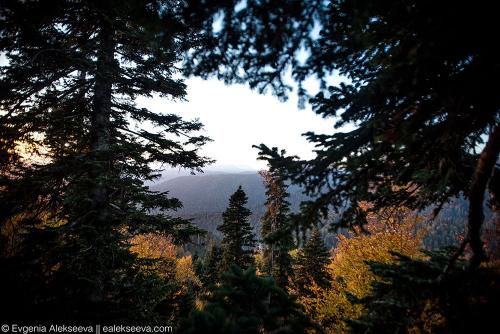 Исследование: где находятся самые высокие деревья в России 06