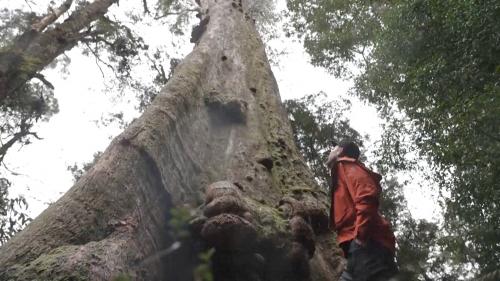 По вершинам деревьев: путешествие по самому высокому лесу в мире 13