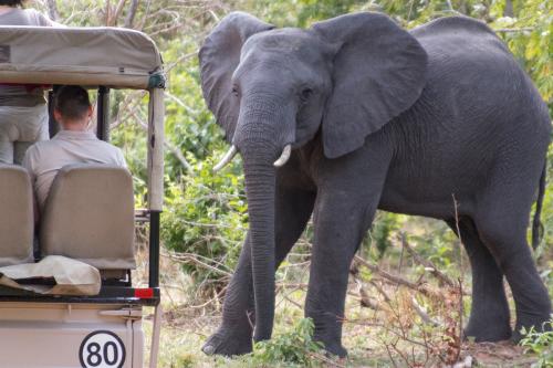 Какие водные виды спорта популярны на водопаде Виктория.  Сафари на водопаде Виктория.
