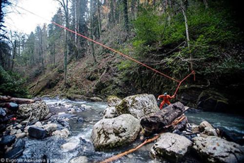Исследование: где находятся самые высокие деревья в России 10