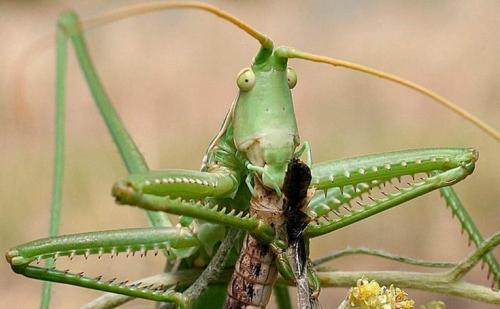 Где обитает саранча и каков ее обычный образ жизни. Чем питается саранча?