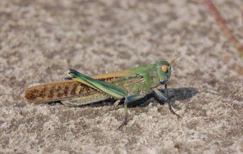 Что такое саранча и каковы основные особенности этого насекомого. Виды