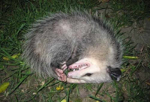 Стратегии выживания: как молодые животные защищаются от хищников 15