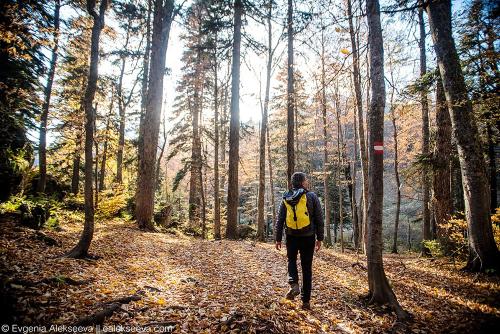Исследование: где находятся самые высокие деревья в России 09