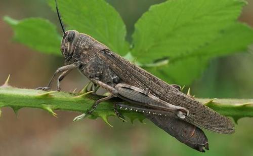 Что такое саранча и каковы основные особенности этого насекомого. Виды