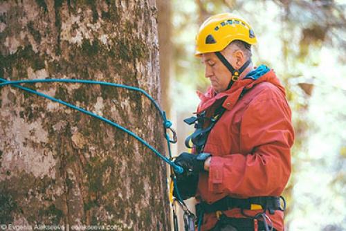 Исследование: где находятся самые высокие деревья в России 13
