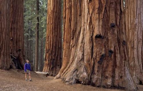 Самый высокий лес в мире. Самое, самое высокое дерево в мире
