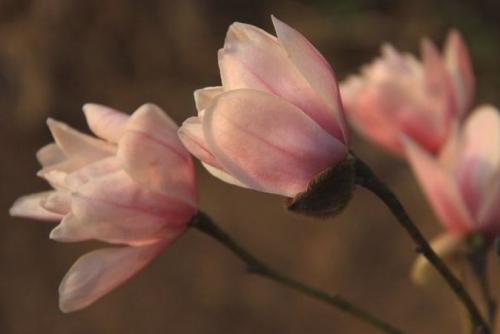 Исследование: где находятся самые высокие деревья в России 20