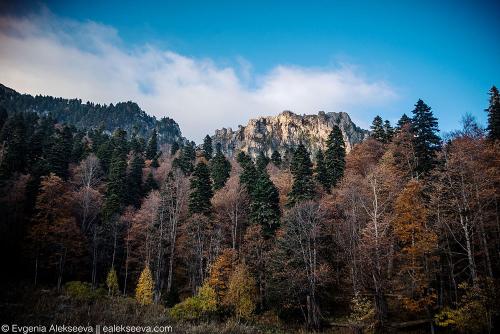 Исследование: где находятся самые высокие деревья в России 03