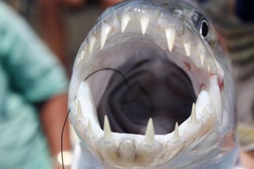 Какие водные виды спорта популярны на водопаде Виктория.  Сафари на водопаде Виктория.