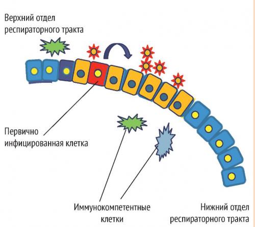 Какие возможности лечения существуют для коронавируса и гриппа. Грипп в современных условиях: Противовирусная терапия прямого действия