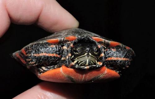 Стратегии выживания: как молодые животные защищаются от хищников 19