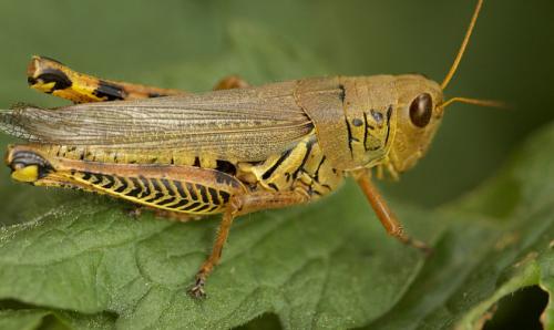 Интересные факты о саранче: что это за насекомое и как оно живет 12